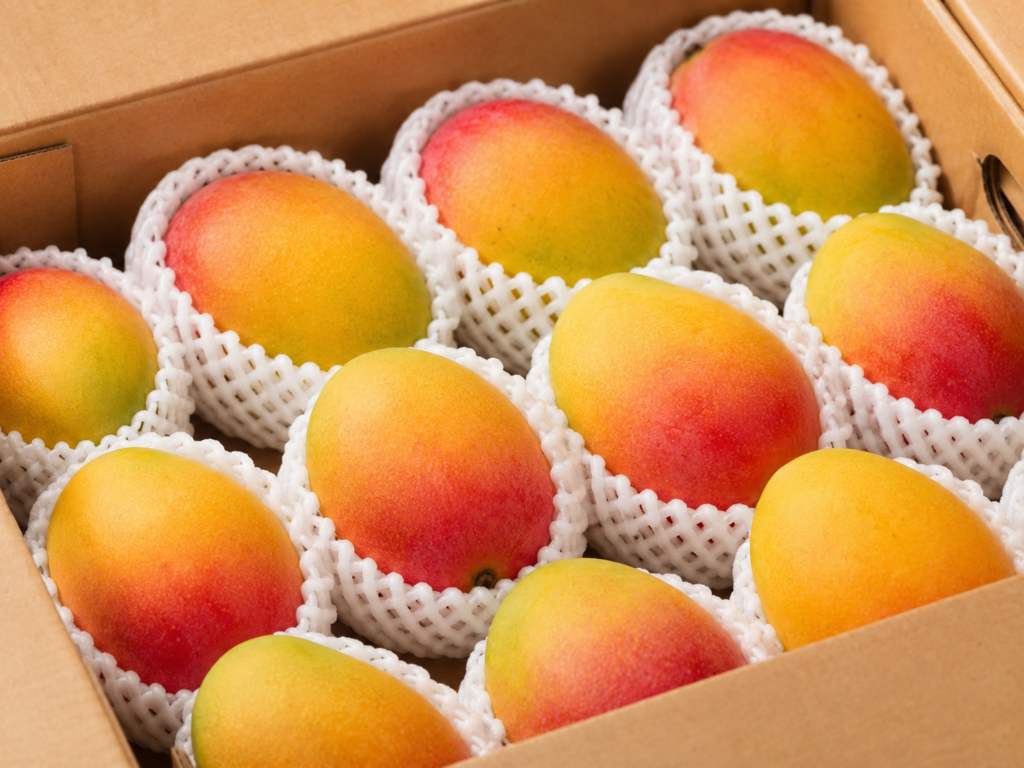 Ripe mangoes in individual foam net sleeves packed inside a cardboard export carton.