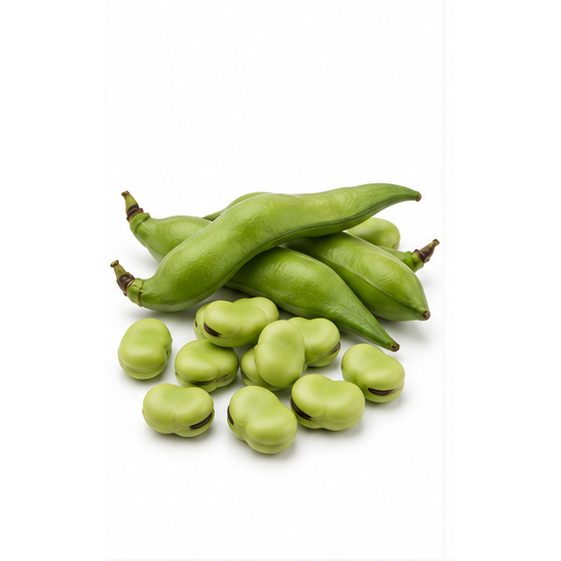 Egyptian fava beans - whole and split dried beans for export