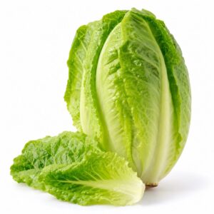 Egyptian lettuce — export quality by PEIVANA