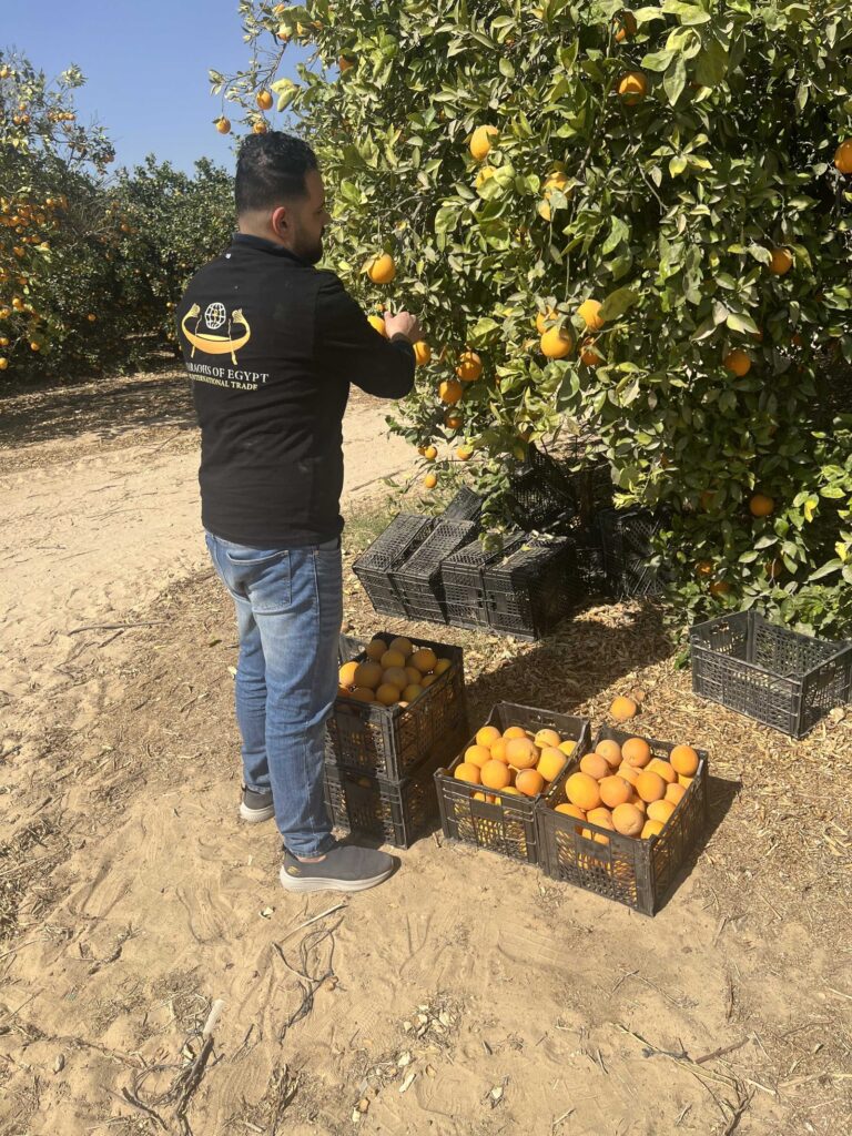 Egyptian orange orchard at harvest - citrus destined for export programs to Russia