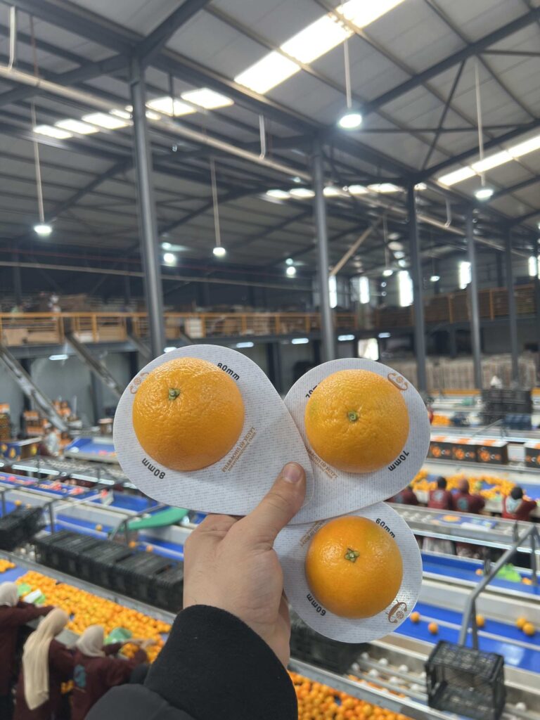 Egyptian oranges wholesale - premium sleeved export oranges