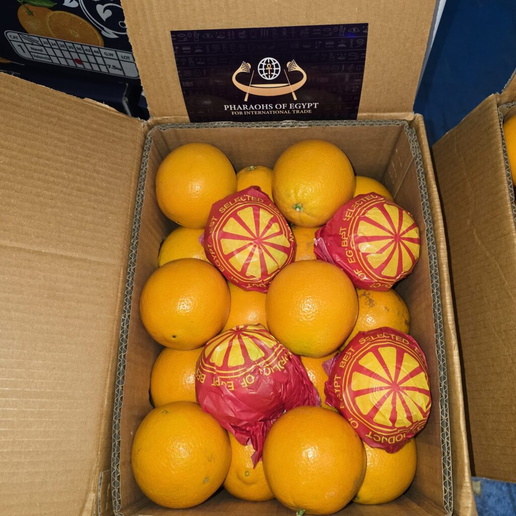 Egyptian Valencia oranges in export carton — PEIVANA