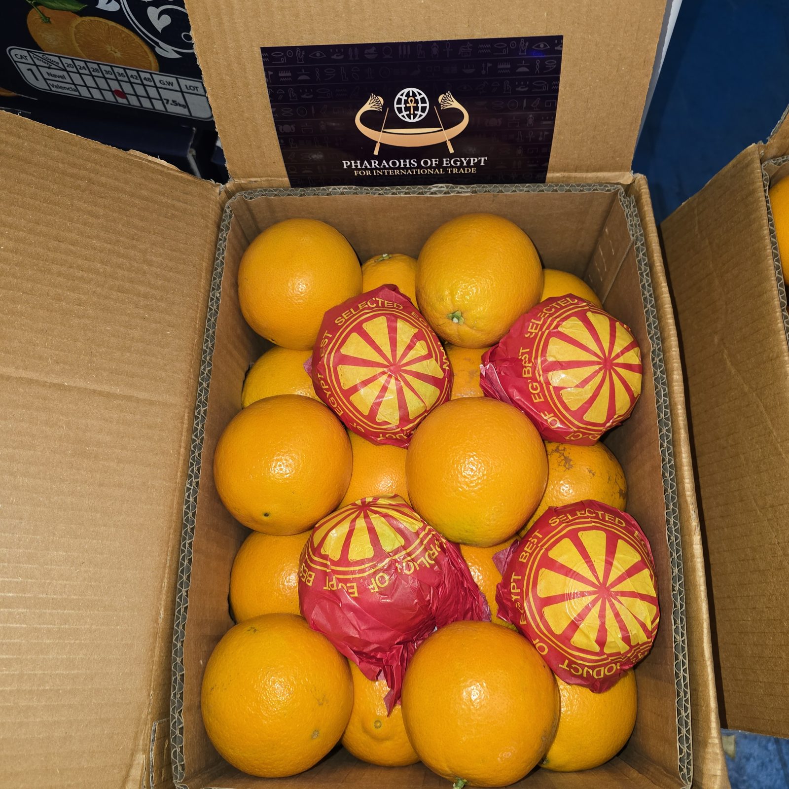 Egyptian Valencia oranges in an export carton