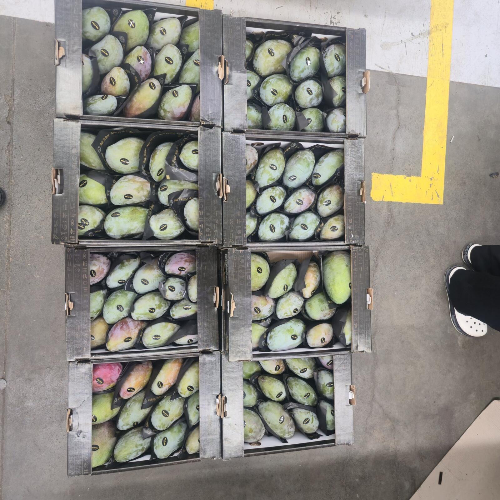 Export cartons packed to different counts, the kind of consistency a rolling programme locks in week to week