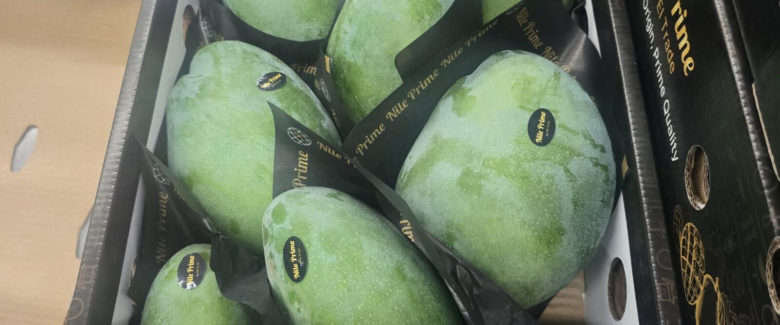 Fresh Egyptian mango packed in an export carton, the raw fruit behind any bulk dried mango programme
