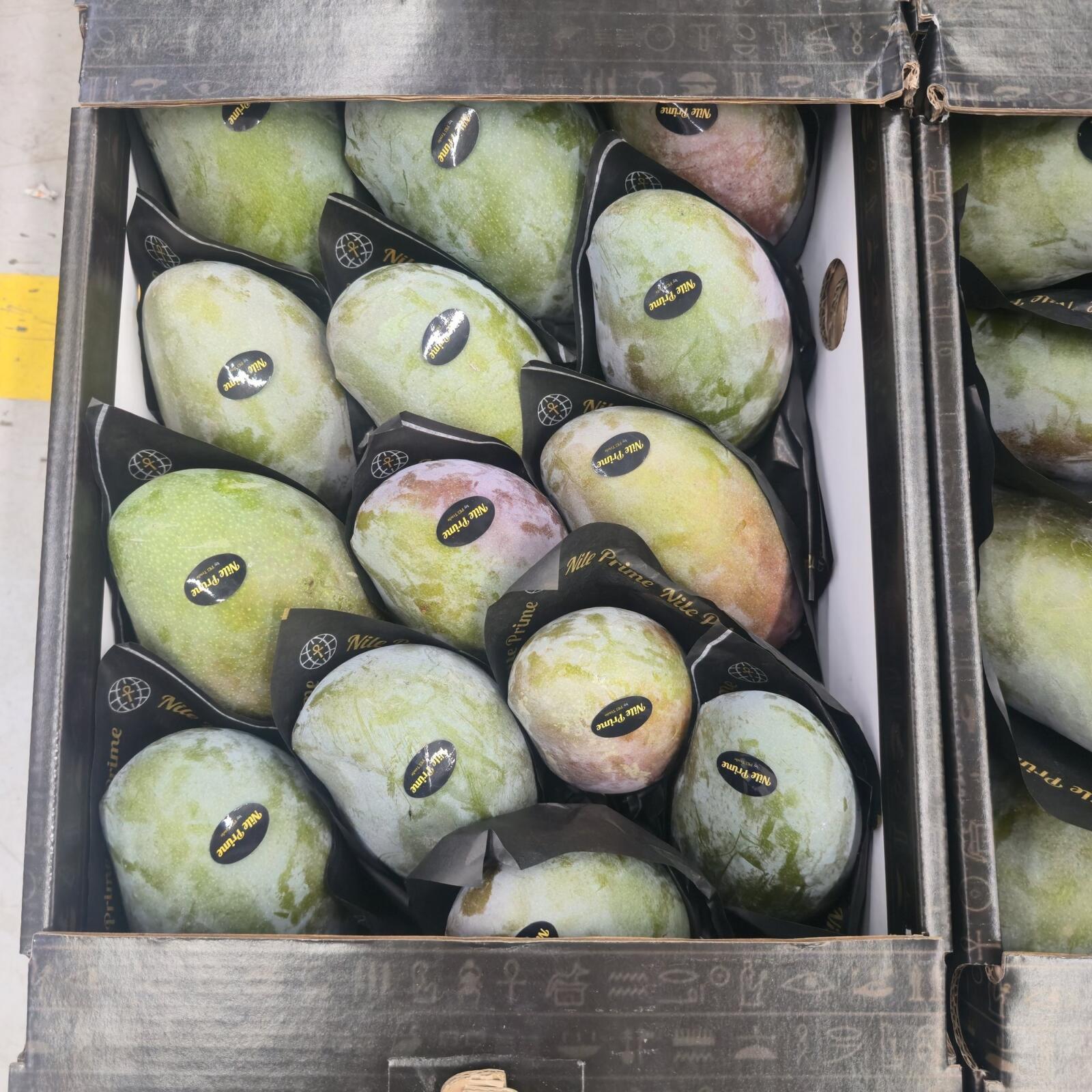 Green mangoes in protective sleeves inside a printed export carton from an Egyptian fruit supplier