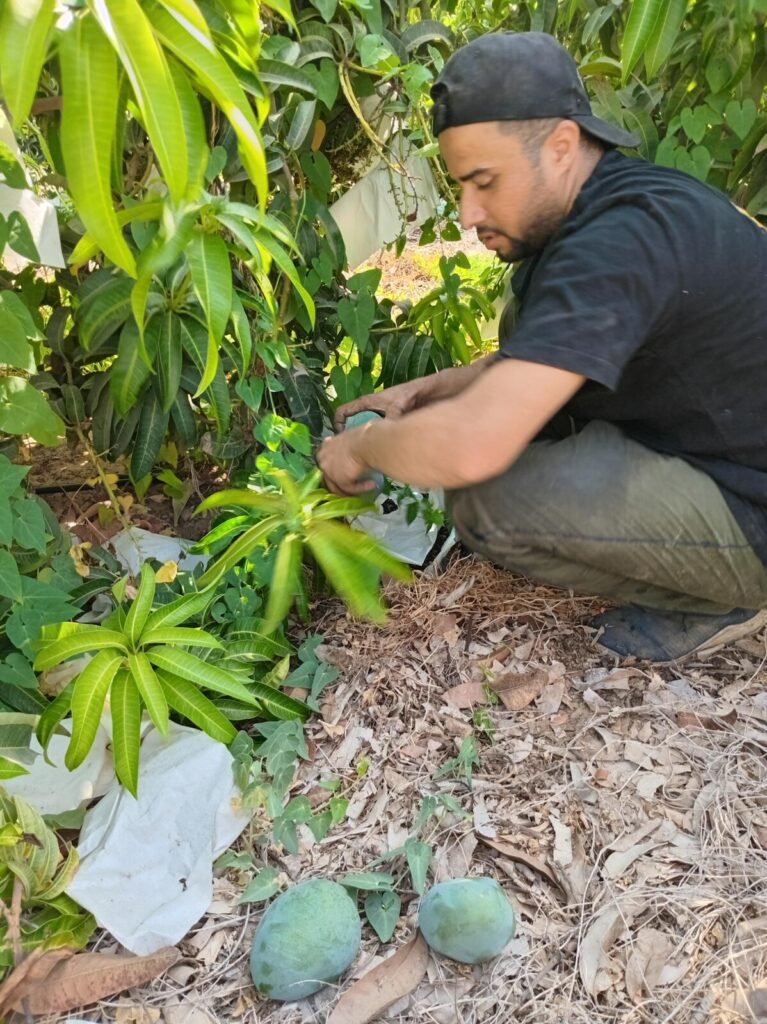Worker hand-picking Egyptian mangoes at the base of a mango tree during harvest