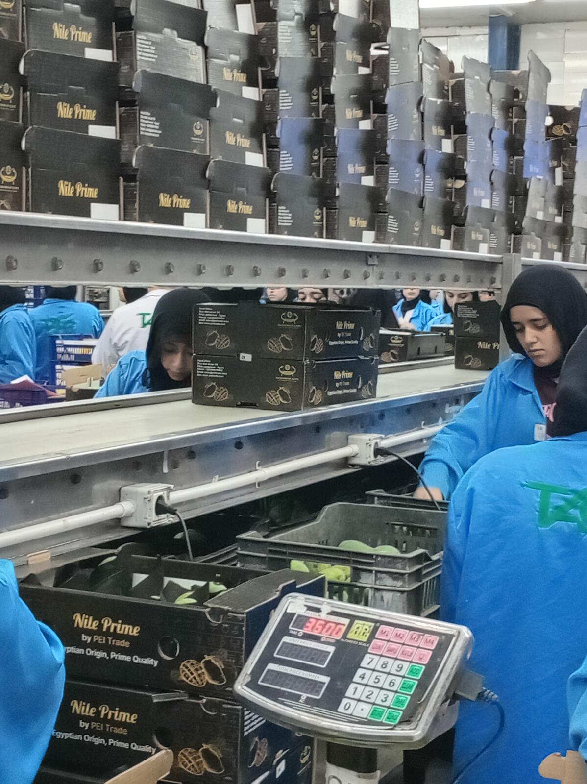 Digital weighing station checking mango carton weight in an Egyptian packhouse
