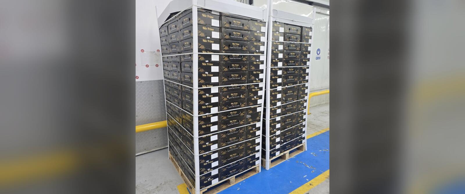 Palletised Egyptian export cartons staged for a part-load booking calendar consolidation