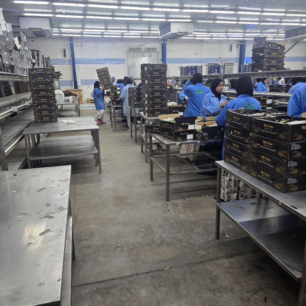 Mango grading and packing line with workers filling export cartons in Egypt