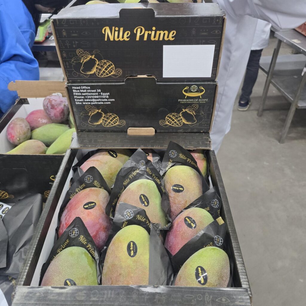 Branded Egyptian mango carton open to show the packed fruit in sleeves