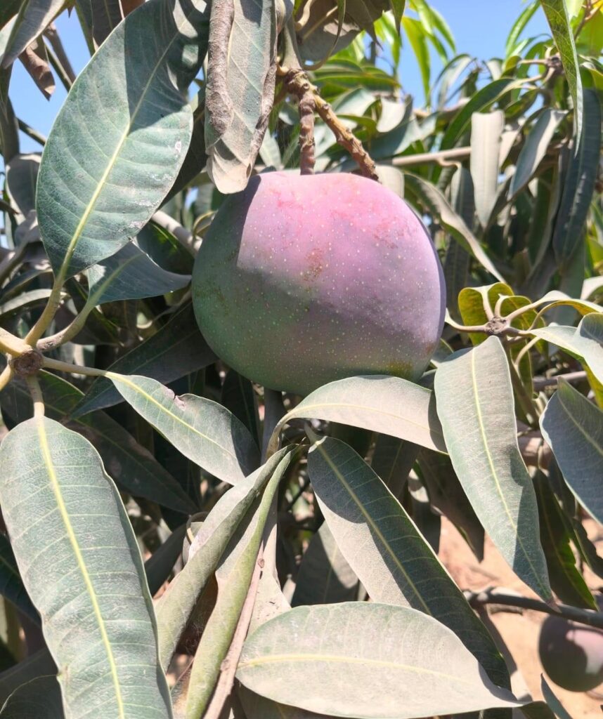 Close-up of a single red Egyptian mango hanging among mango leaves